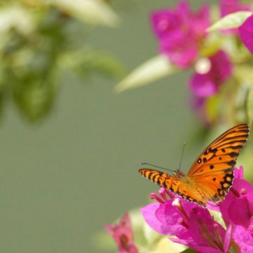 Miami Landscape Design Ideas