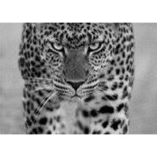 Santer Braun's photo
