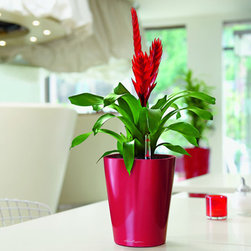Lechuza - Home Decor