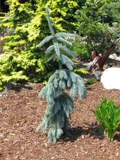 weepers pendula picea abies imho