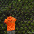 Foto de perfil de Jardines Verticales
