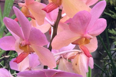 Orchids of the Philippine Island (Catalog  #Three - Going on Sale Summer of 2020