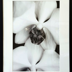 "White Perfection" by Katherine Morgan Framed 37x28 - Photographs