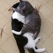 Cheryl Lancy-McAfee's photo