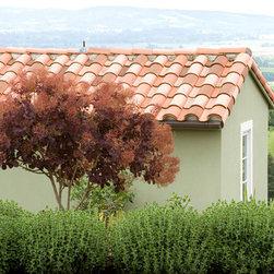 Royal Purple Smoke Tree - Plants