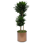 Scape Supply - Live 3' Janet Craig Compacta Package, Bronze - This variety of Janet Craig is called a 'Compacta' due to it's small compact layering of leaves.  The heads have a resemblance of the tops of pineapples and are very easy to maintain.  This plant comes in a 12 inch professional plastic planter and stands 3 foot tall.  It is elegant and fits nicely in any space.