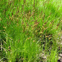 Bronson Groundcover