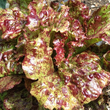 Rancho Santa Fe Edible Garden