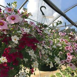 Current Featured Plants - Products