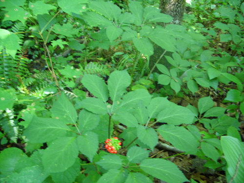 american ginseng
