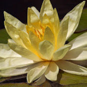Kathy Sprogers foto