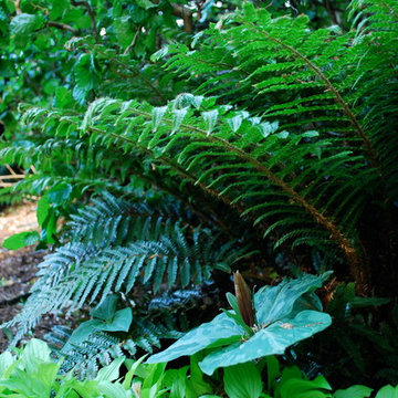 Tassel Fern.