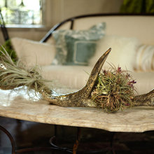 INDOOR PLANTS