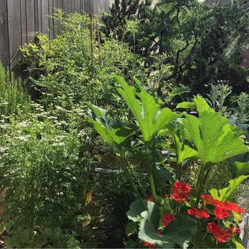 Rooftop Kitchen Garden - Herbs & Vegetables
