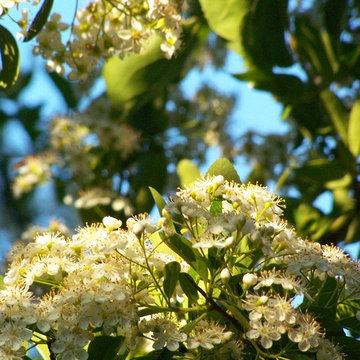 Pyracanta fiori/Firethorn flowers/Agazzino