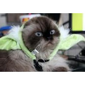 Jamie Petersen's photo