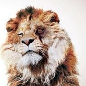 Layth Al-Attar's photo