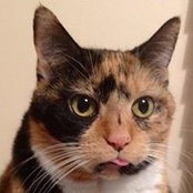 Tracy Snyderさんの写真