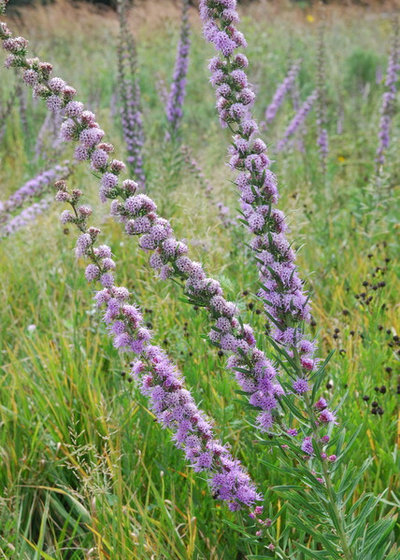 Landscape by Paintbox Garden