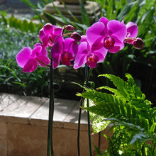 Orchids