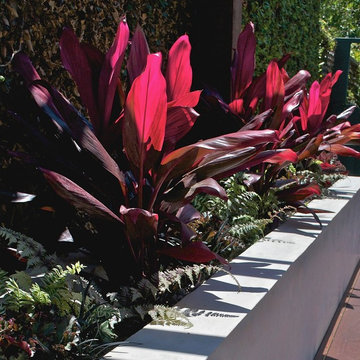 Cordyline fruticosa or "Hawaiian Good Luck" plant