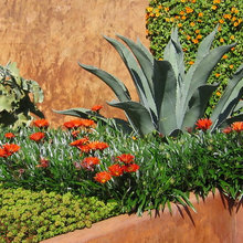 Plants Low Water