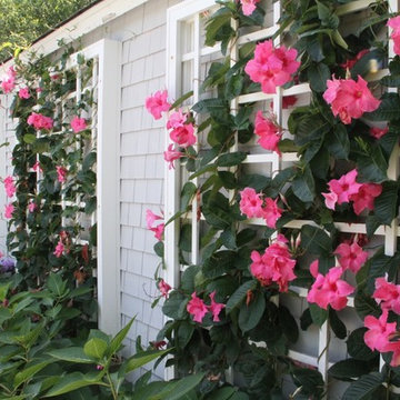 Mandevilla