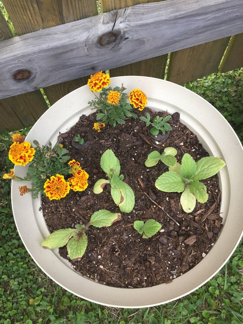 My Borage Leaves Struggle