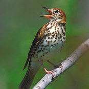 Justin Kaput's photo