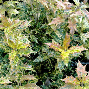 Goshiki False Holly