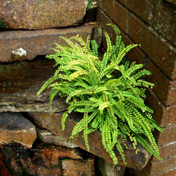 Water, Woodland & Wildlife Garden - Fern