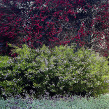 Landscape-Plants