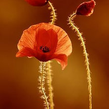 Single flowers