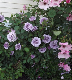 Trying to find a 'Sterling' rose bush