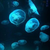 Geraud Plantegenest's photo