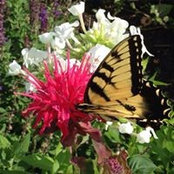 Amy Thompson's photo