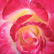 Stephanie Young's photo