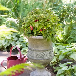 Bushel and Berry&trade;:  Raspberry Shortcake (raspberry) - Products