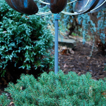 Birds Nest Spruce (Picea abies nidiformis)