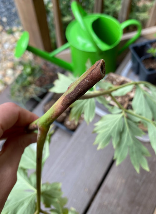 Wilting peony stems pest or disease?
