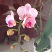 Foto von Taeko Kubo