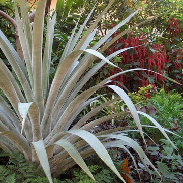 Tropical Design