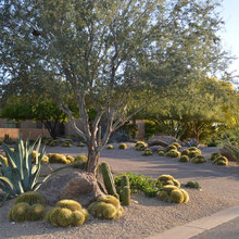 San Tan - Starflower Northside