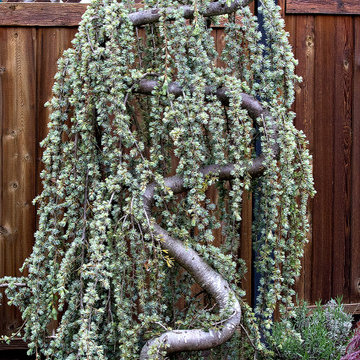Fisherman's Garden