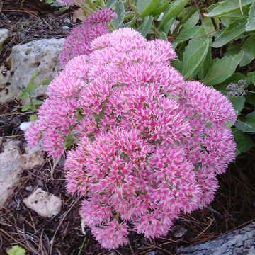 Telefío, SEDUM