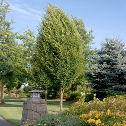 Pyramidal European Hornbeam - Plants