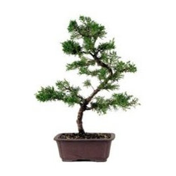Shimpaku Juniper Bonsai Tree - Area Rugs