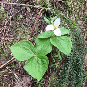 Trillium Ovatum