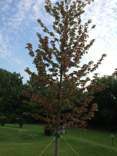 red sunset maple tree pros and cons