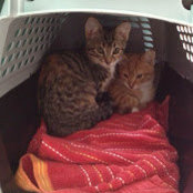 Michelle Khoury's photo